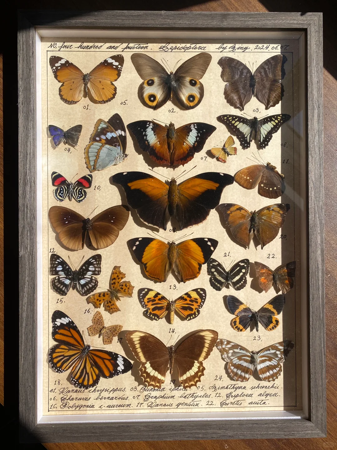 好喜欢这幅蝴蝶标本作品的色调～