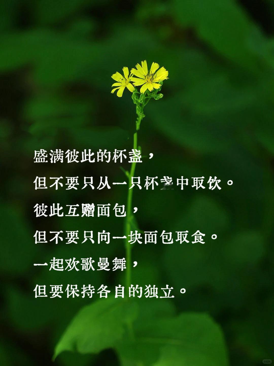 婚姻是怎样的呢？在聚守中，你们要保留空间，让空中的风在你们之间飞舞。彼此相爱，但
