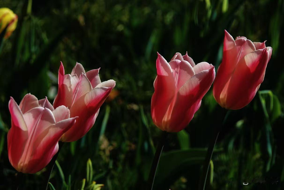 我以前写过一篇文章《无香的郁金香》，一直认为郁金香没有香味。可是我错了，前天在中