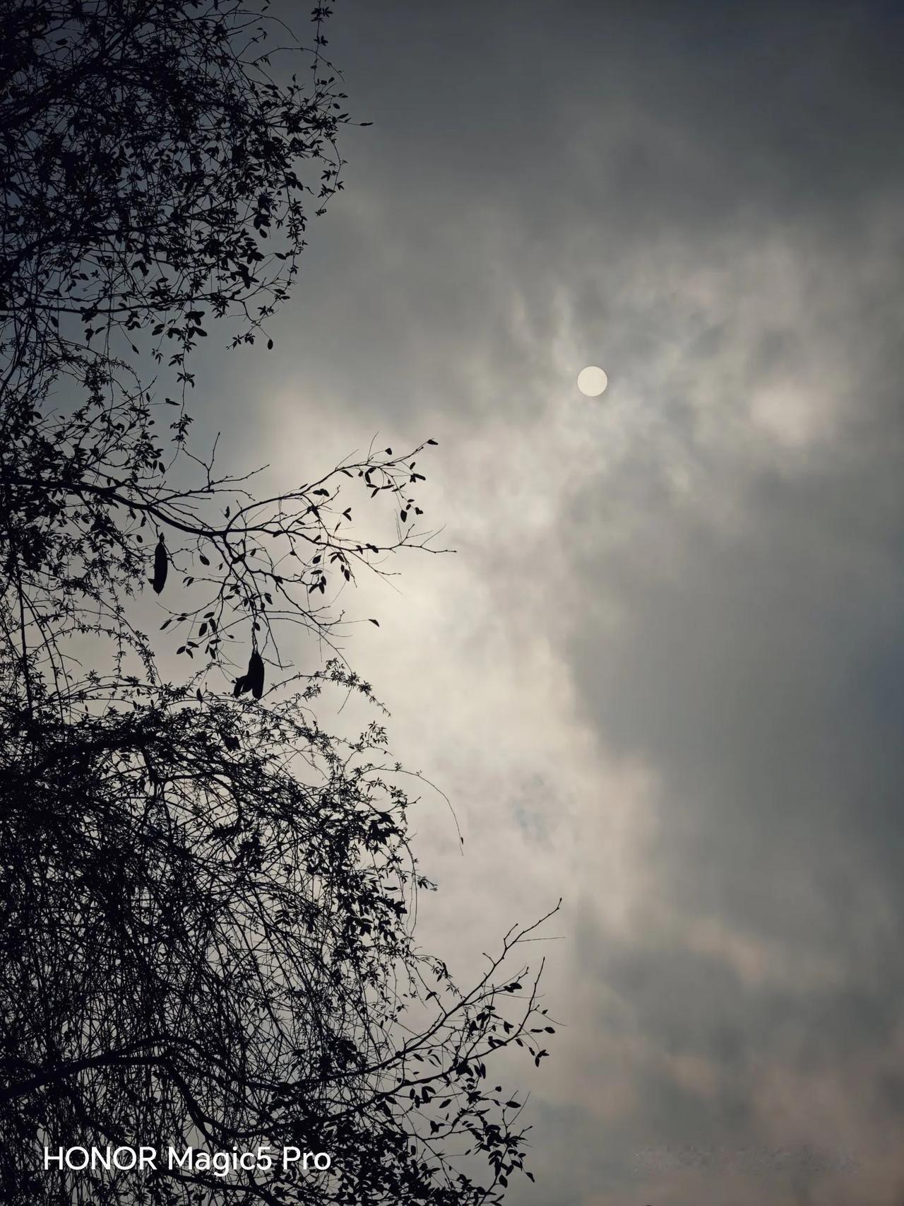日色朦胧，寒枝杂乱，这般景象常常引人思绪纷纭。
正如诗里所写的那般，有时候风拂过