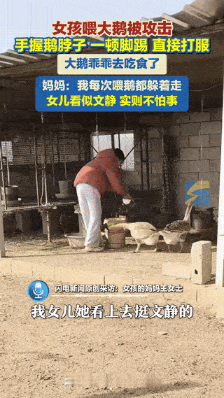 山东，一女孩放假回家，帮家里喂大鹅，不料，大鹅突然袭击女孩，可女孩不但没害怕，反