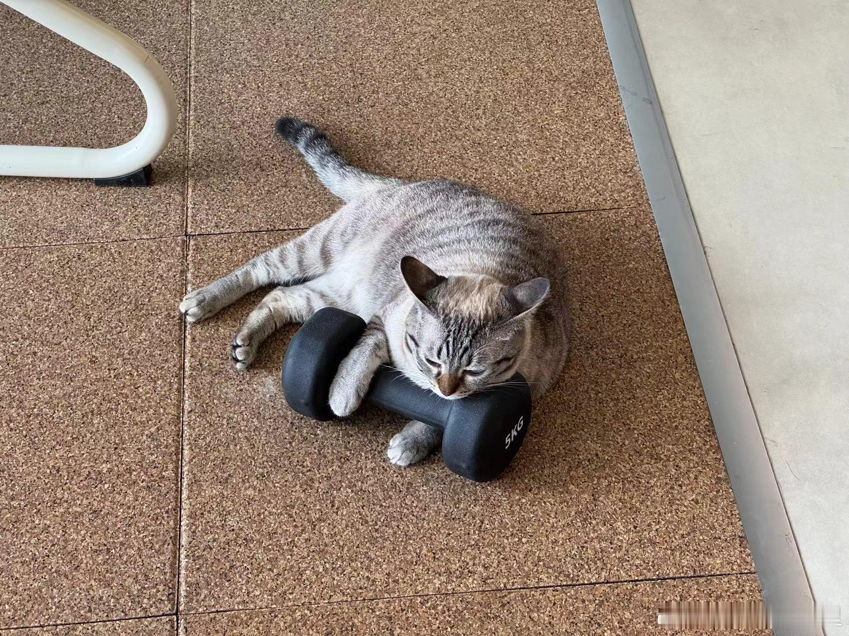 猫咪都爱拿哑铃当枕头吗[摊手] ​​​