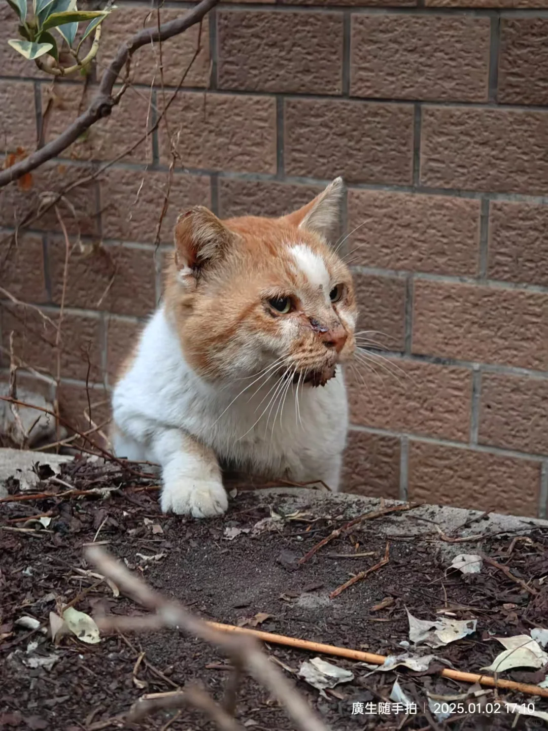 肾衰四期的流浪猫生命终点是安乐吗