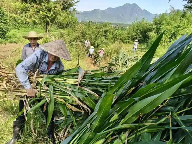 秸秆原来是金子啊！秸秆造出石墨烯，“点草成金”已成现实。
近日，央视网报道，我国