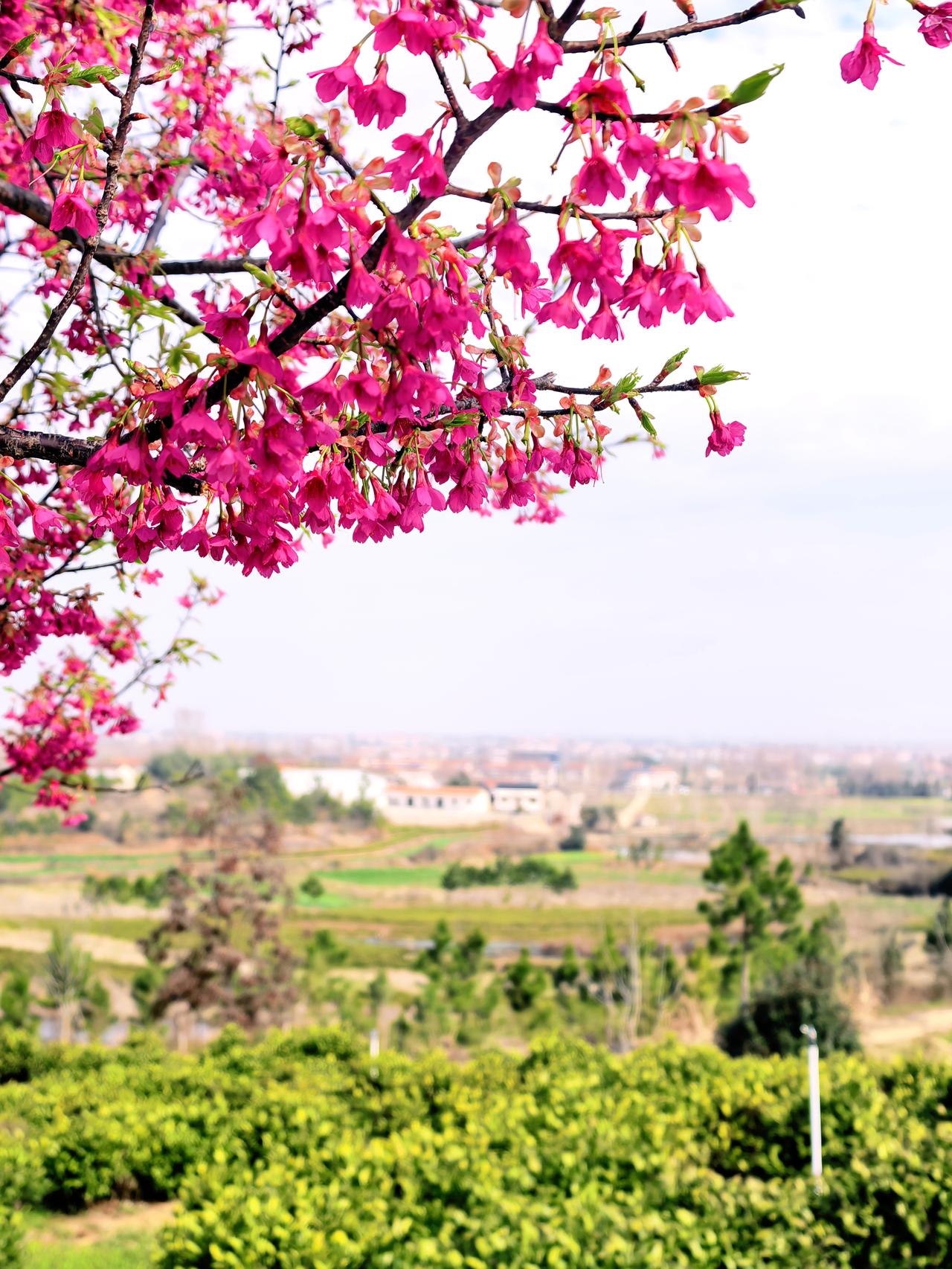 花开的季节,你会来吗? 新洲茶乡，樱约春至:当春风拂过新洲旧街问津茶苑，一场独属