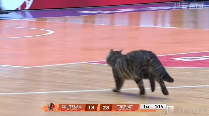 咦？广东华南虎的比赛中疑似真的出现了广东华南虎……四川男篮vs广东男篮