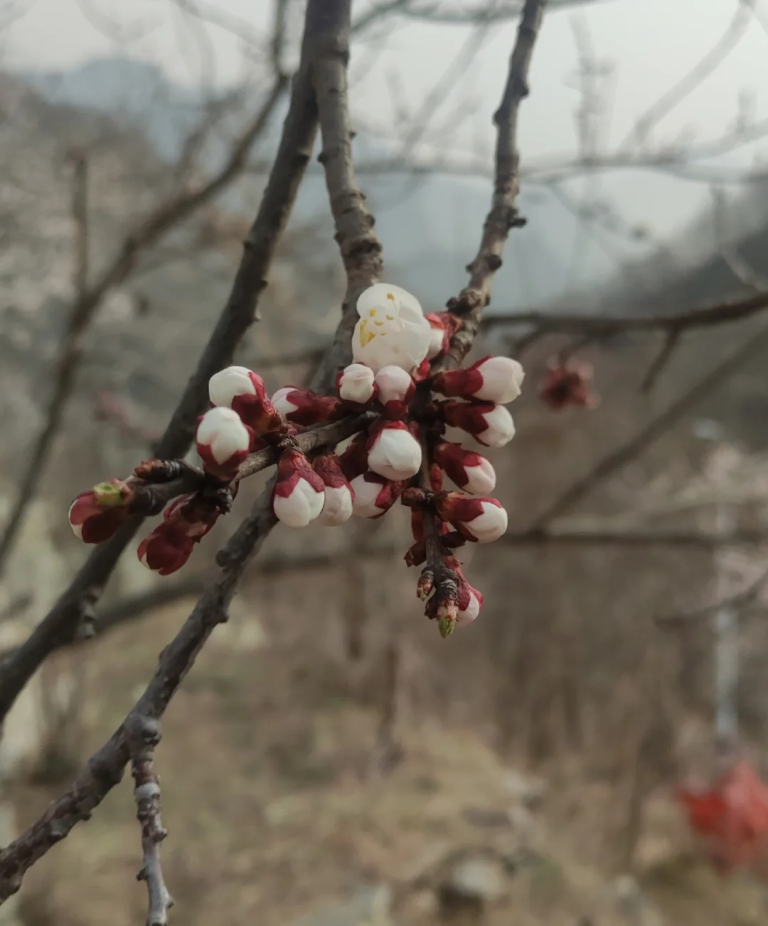 初探伤寒论（1）