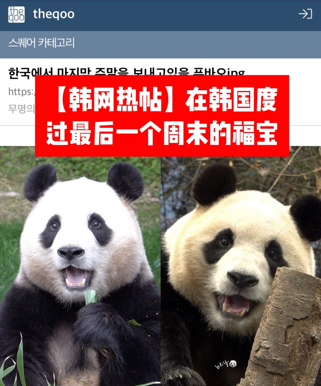 🔥 韩网热帖｜在韩国度过最后一个周末的福宝