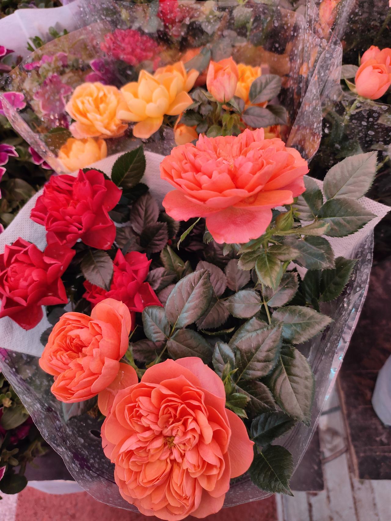 带着水珠的玫瑰，把春天的温柔都揉进了花瓣里。热烈的红、明媚的橙，层层叠叠地绽放，