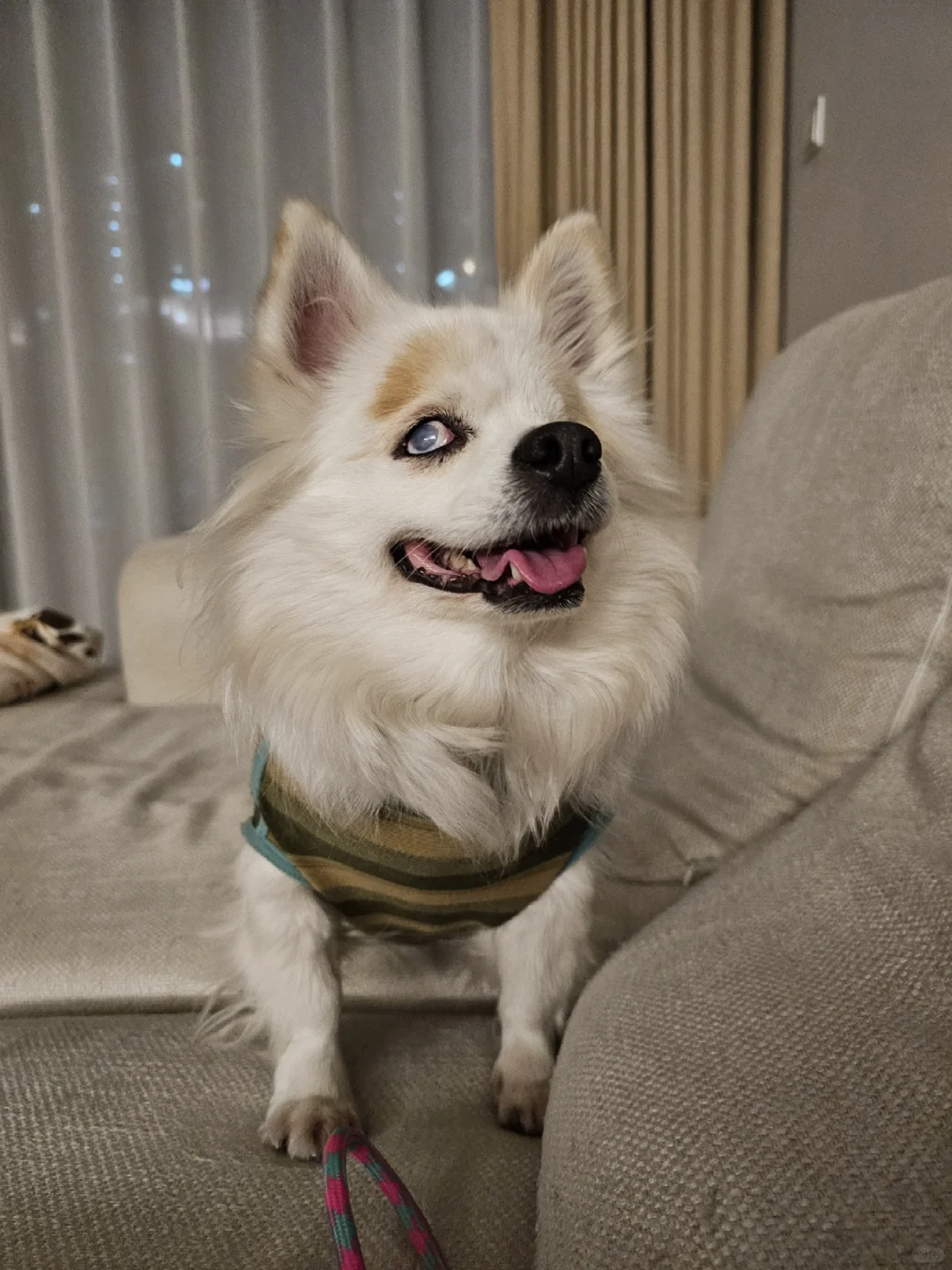 左滑和我一起拍拍小狗头🐶