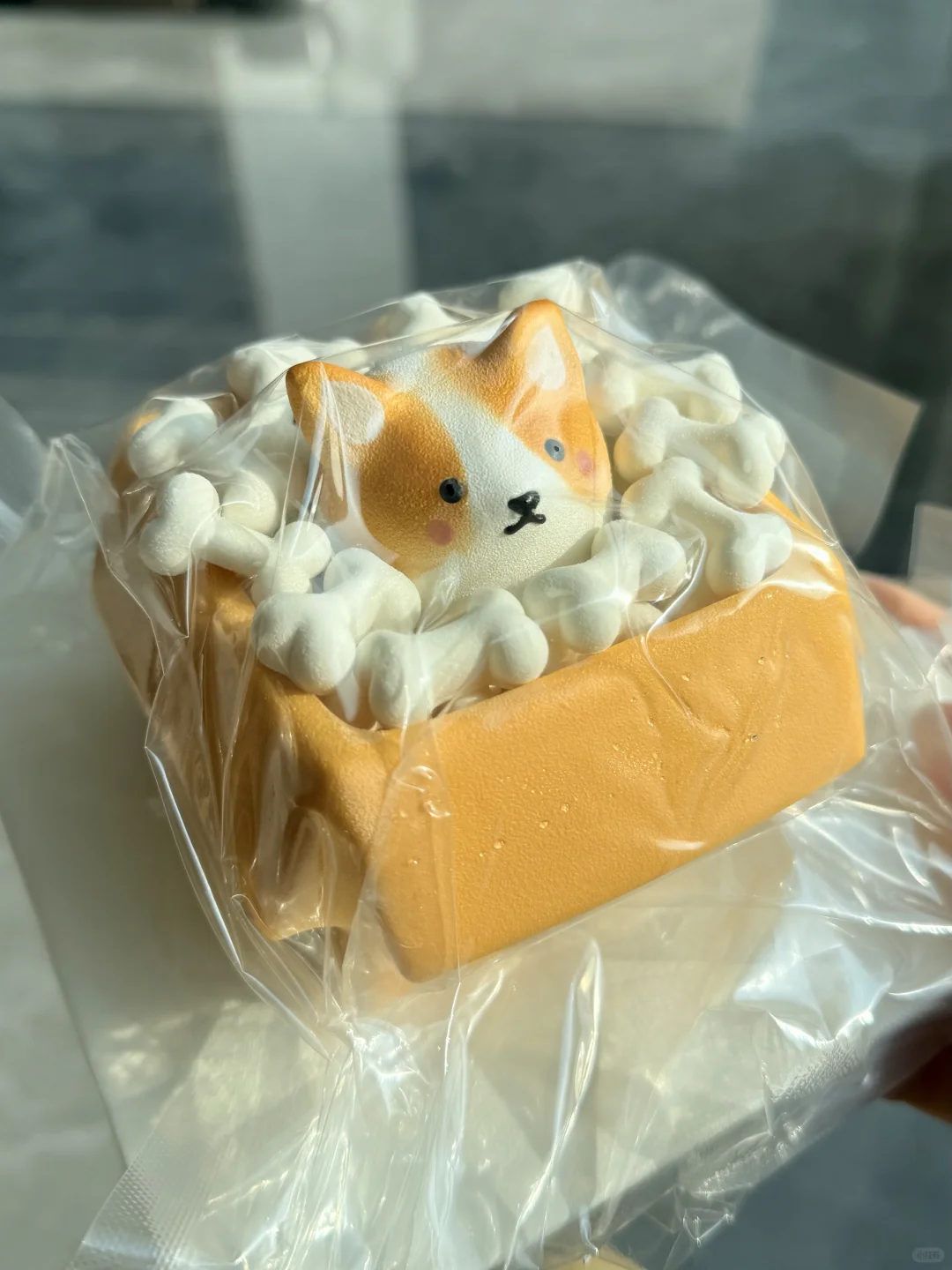 过生日小狗的惬意一天