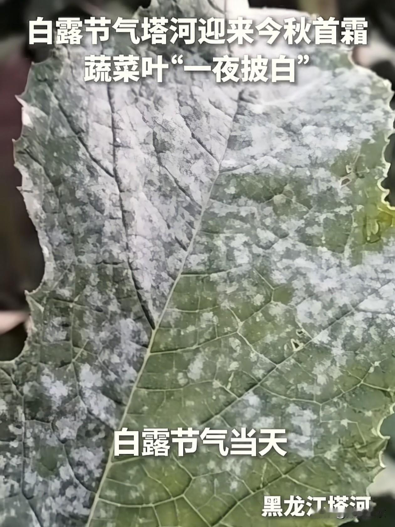 白露刚至，塔河已经迎来了冬天…
 
都说白露秋分夜，一夜凉一夜，可谁能想到，位于