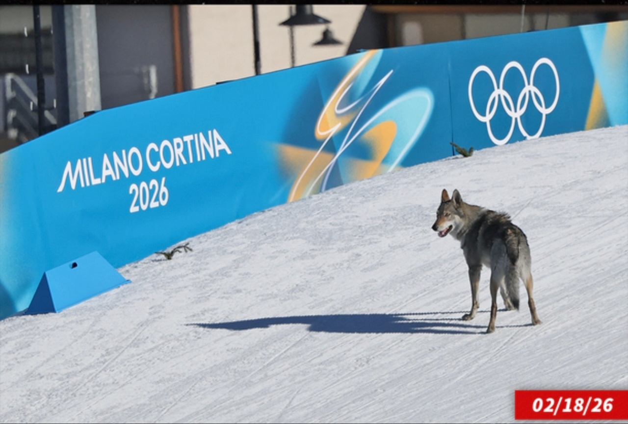 周三，一只神秘的狗在女子团体短距离资格赛期间冲上了越野滑雪赛道。当地报道称，这只