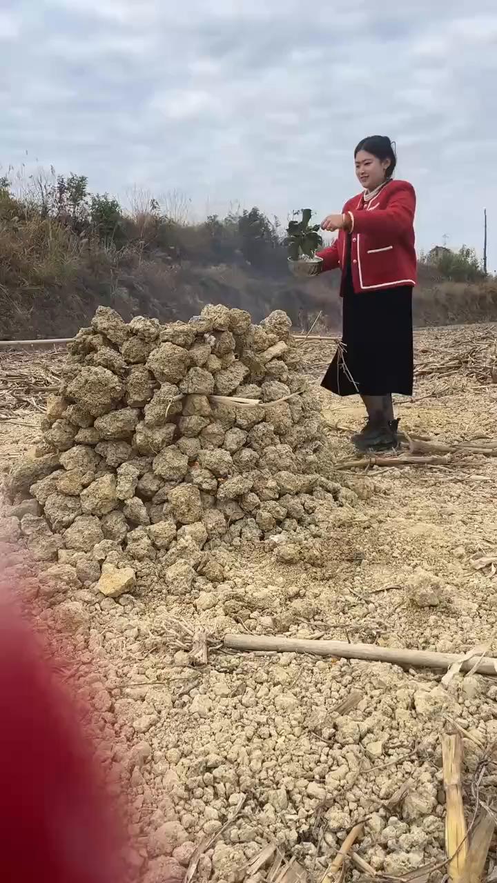 一句宝岛你逢妖必属莫论番薯，糊到还是鸡都熟。你就逢要鸡得鸡，要番薯得番薯，要木薯