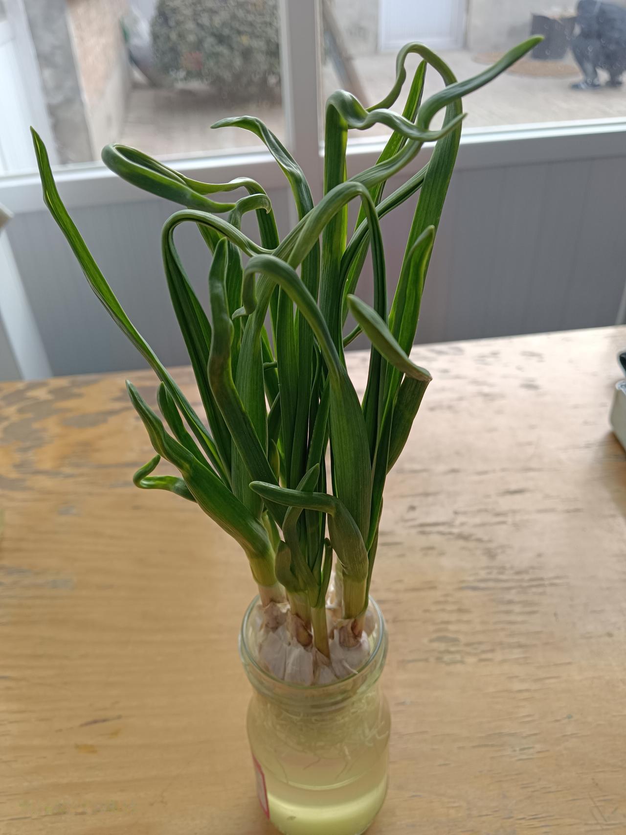 这是我水培的大蒜，不知道为什么都长了卷发？