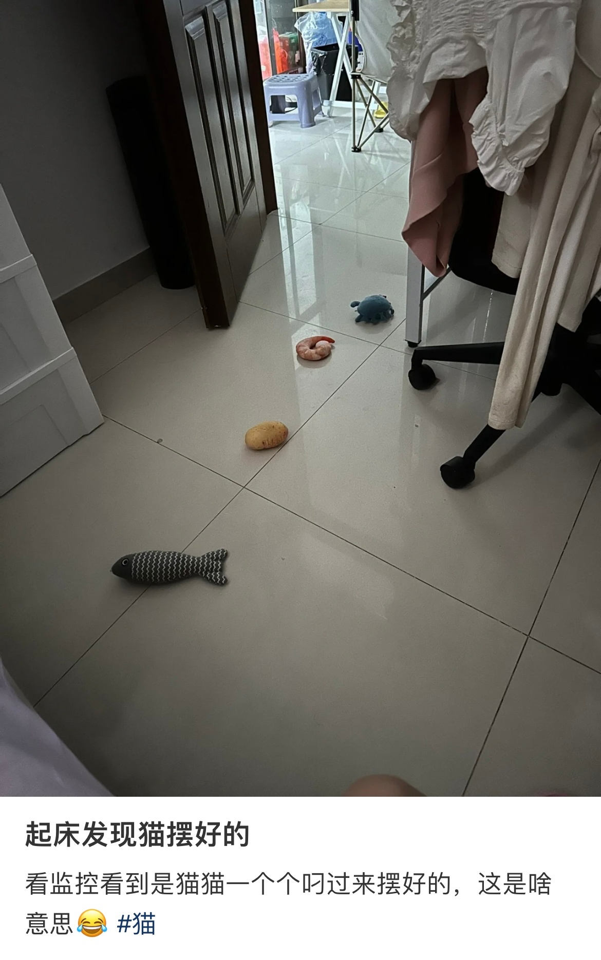起床发现小猫摆好的小玩具小猫咪这是什么意思？[思考] ​​​