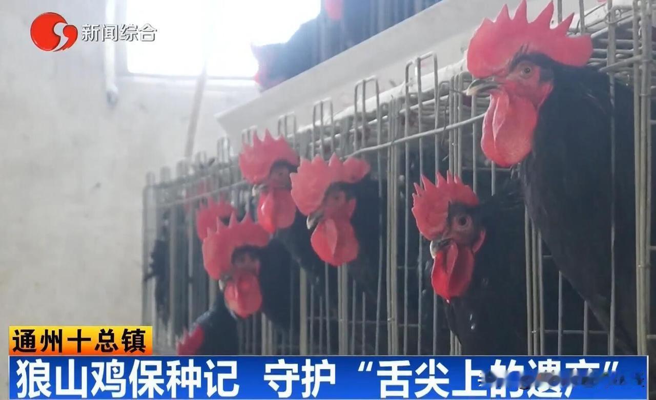 狼山鸡，正宗的南通特产，但狼山鸡的养殖，却多在如东、通州交界处一带。南通人吃鸡讲