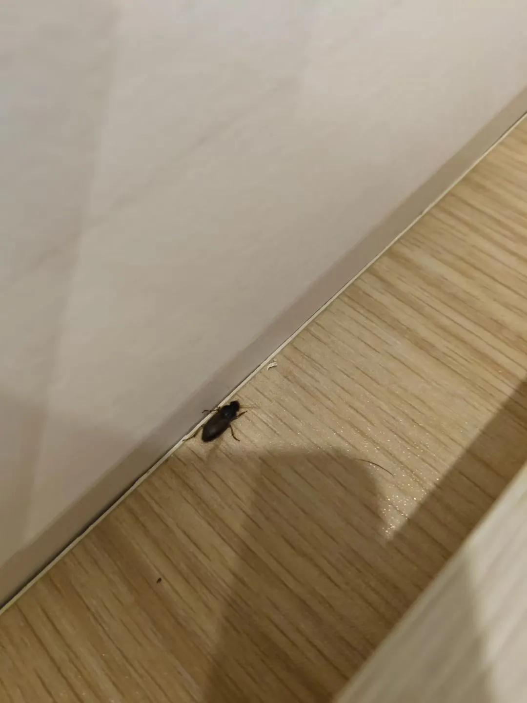 你发现满地的黑甲虫吗？
今年夏天，包头人突然发现满地爬着都是黑甲虫，甚至顺着窗户