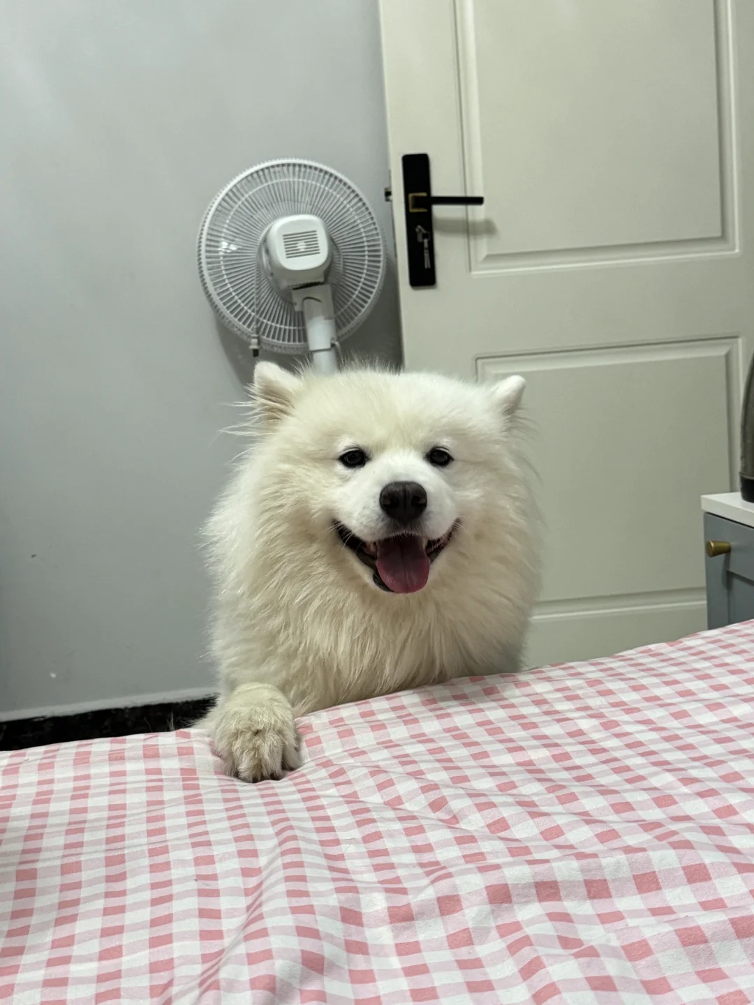 小狗怎么又想上床！