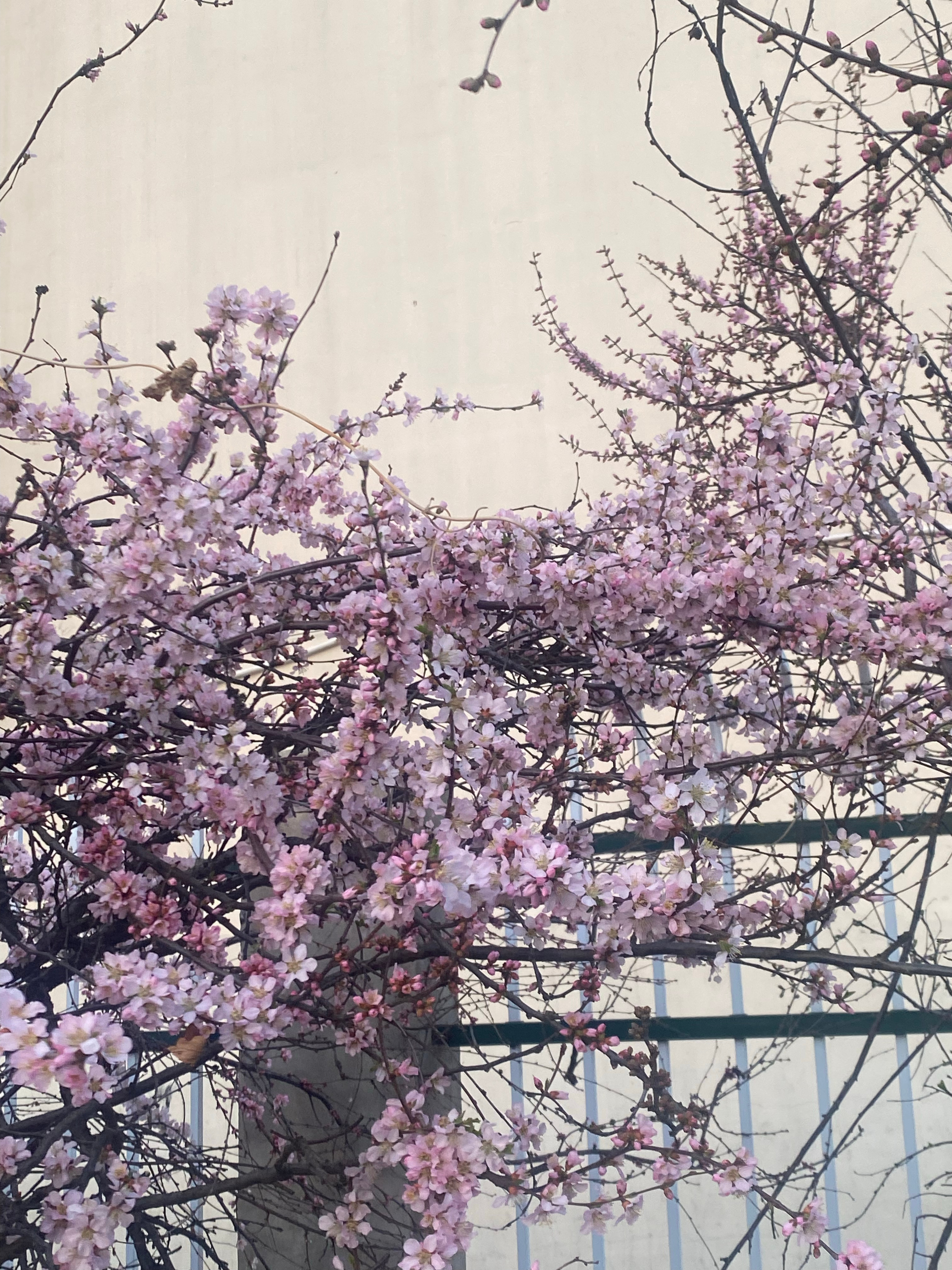 得了一种看见花就想到李寒衣的病 