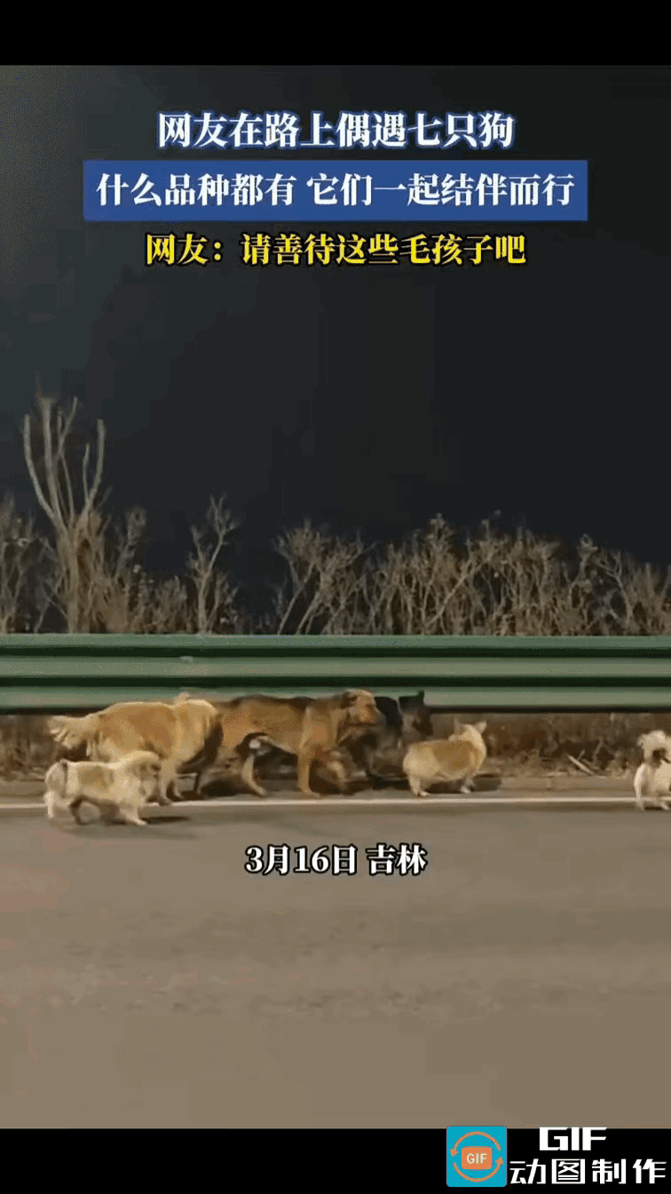 网友在高速公路上偶遇七只狗狗，当时天色已晚，7只汪汪队待在高速公路围栏里，“汪汪