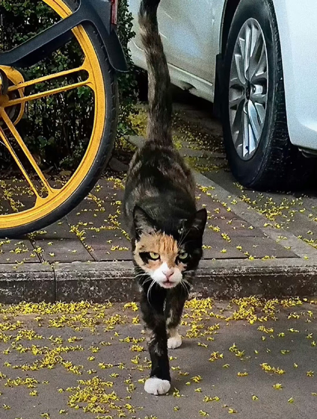 好霸气的社会猫[喵喵] 