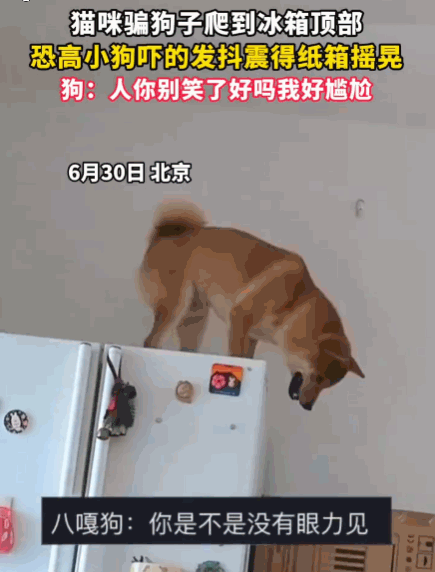 笑不活了！北京，一只猫主子竟把傻狗忽悠上了自家冰箱顶。狗子上去后瞬间恐高症发作，