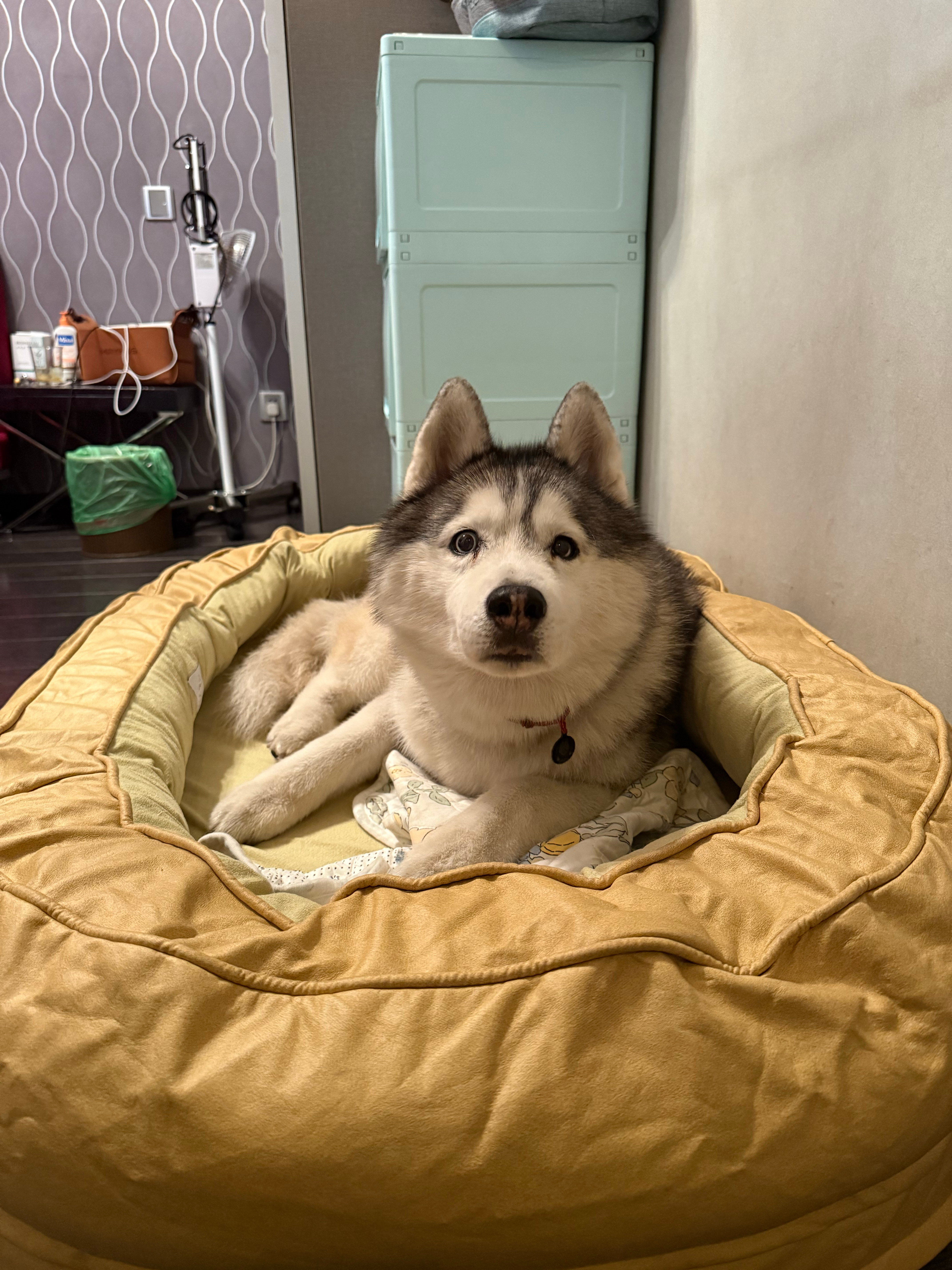 哈士奇  灰灰小狗的新窝也是睡上了，感谢好朋狗的馈赠