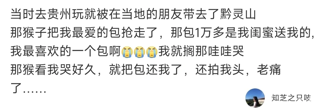 所以说黔灵山的猴子到底是怎么样的存在