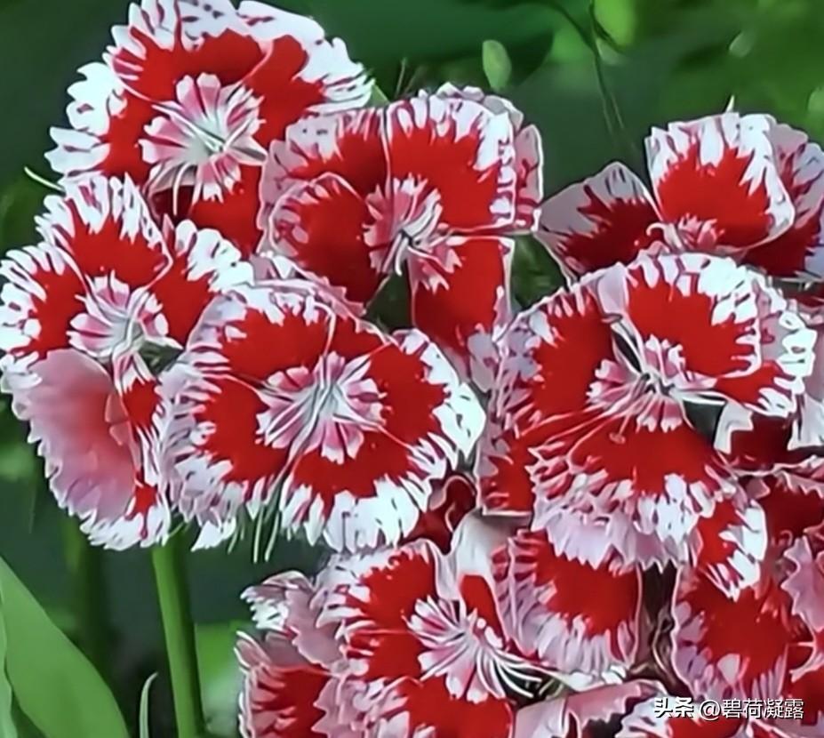 石竹花色如霞，红的似火，粉的如霞，紫的若烟，白的像雪，五彩斑斓，艳而不妖。每一朵