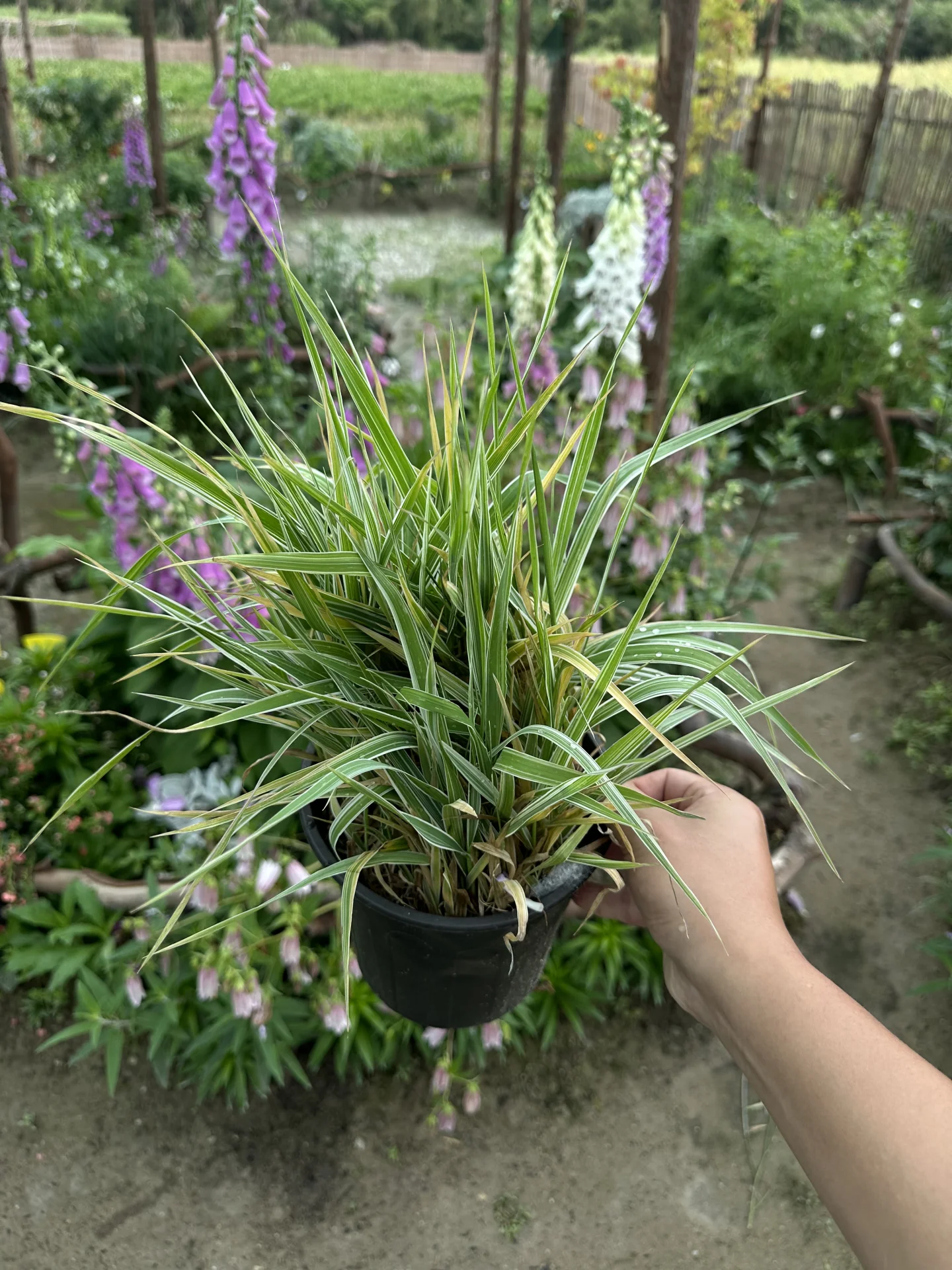 花叶玉带草