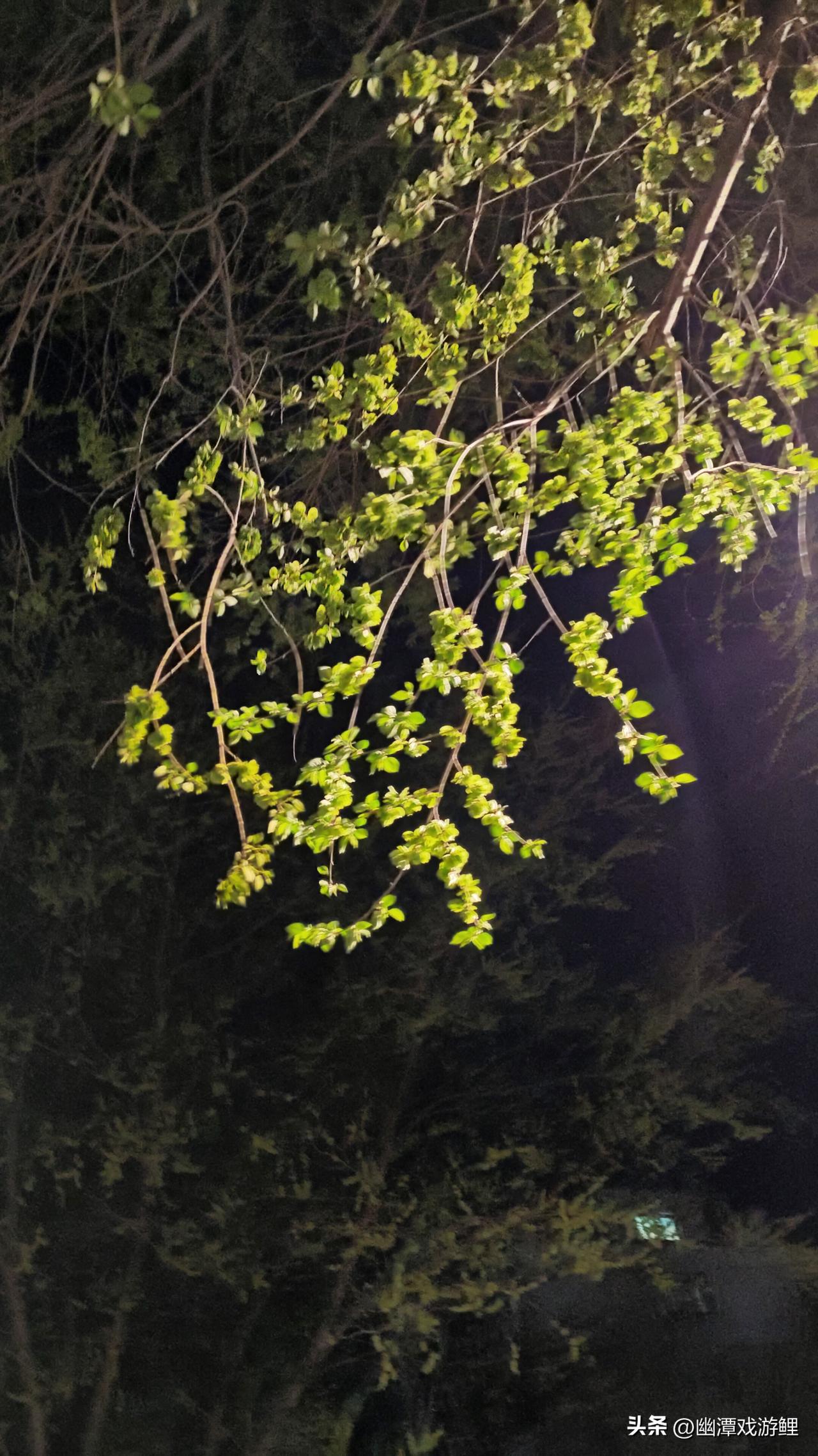 黑夜里有一棵树上满枝条的花，也叫叶，大家有认识的吗？
发一张你相册最近拍的花树干