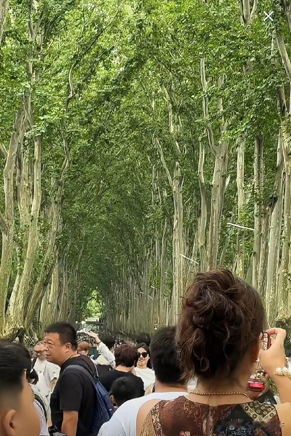 大雨后的南京梧桐大道，也就是南京中山陵 陵园路，美成了一幅画，高高大大绿油油的大