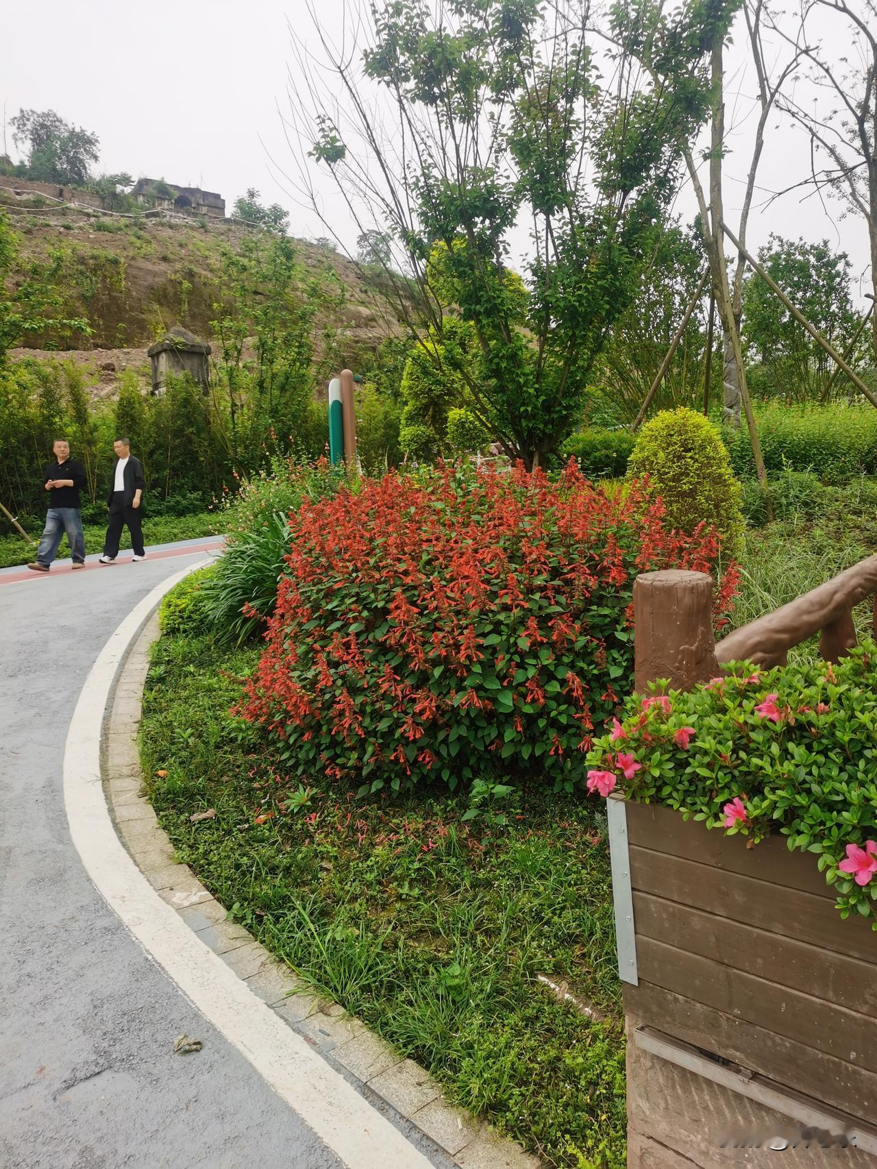 西溪河畔那一串红，开得不管不顾，像极了人最该活成的样子

沿着西溪河公园绿道散步