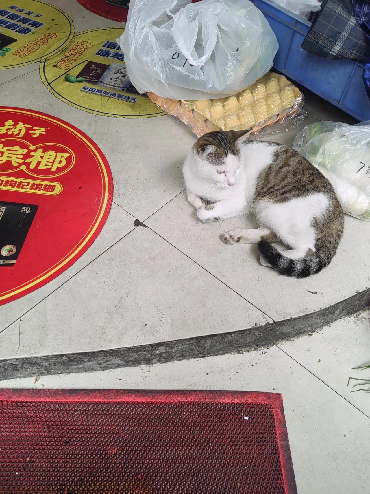 #养猫经验分享#我爱狗爱猫。但是我是生猫，生狗基本上不摸。尽量不摸就避免了被它咬