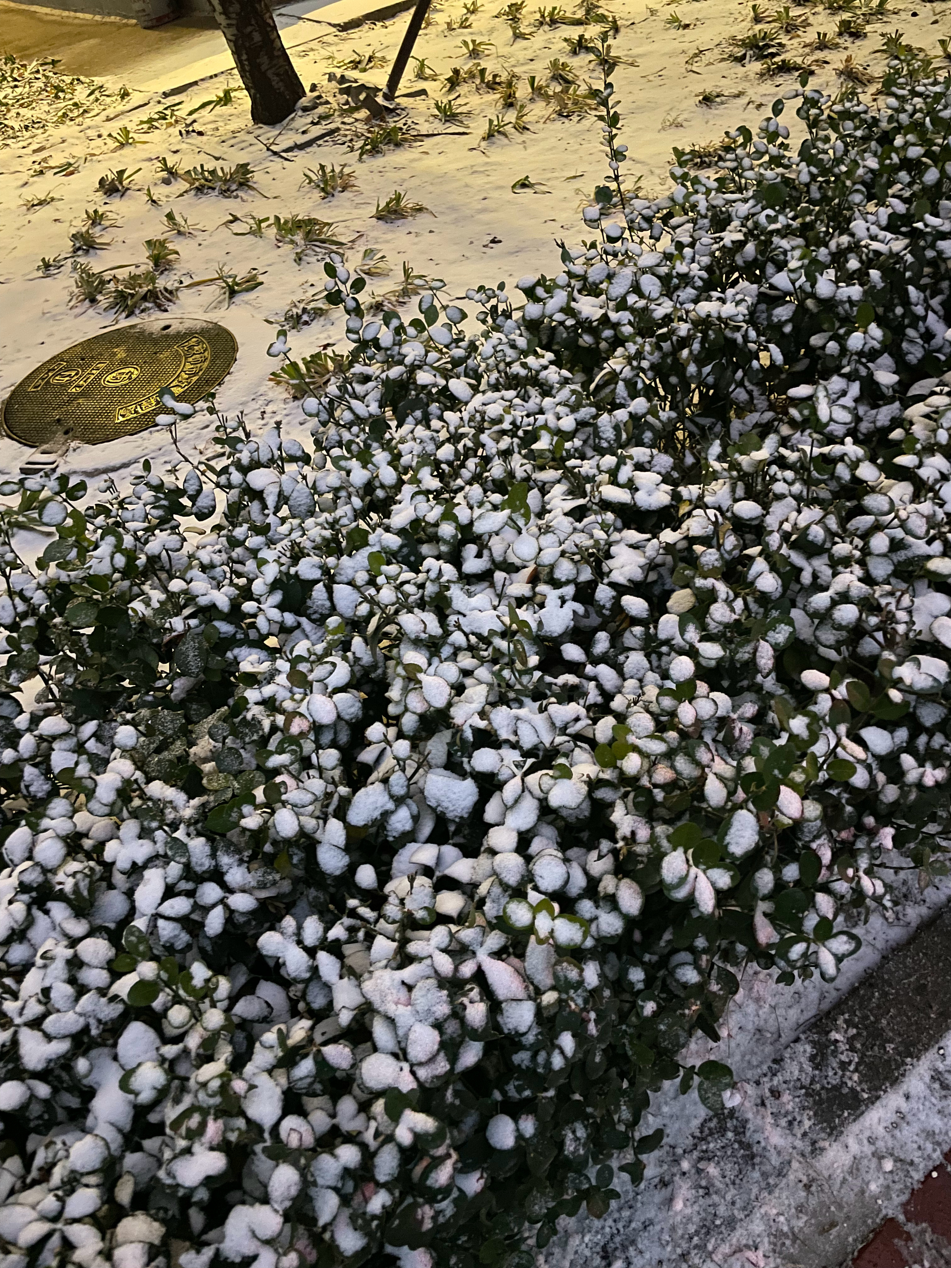 快看啊下雪了，外面北京初雪落了一层了，有北方冬天的感觉了！快步走，赶火车回家不知
