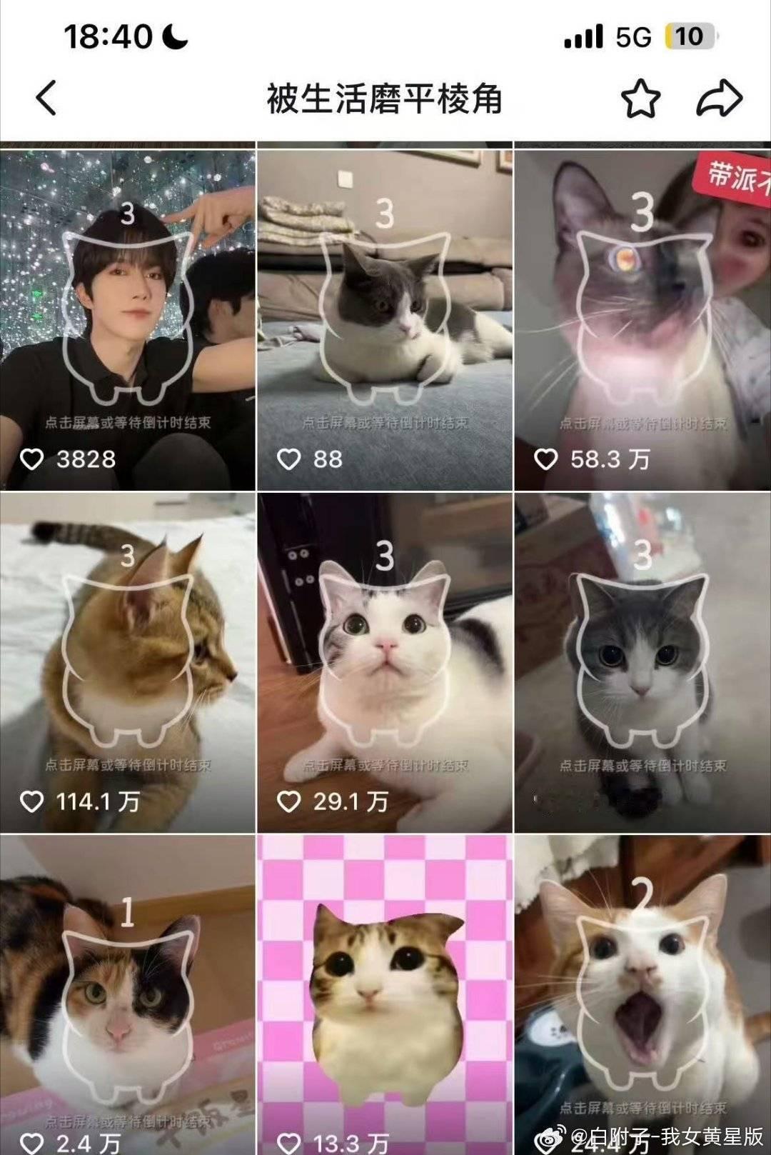 猜猜谁是星星谁是咪咪 