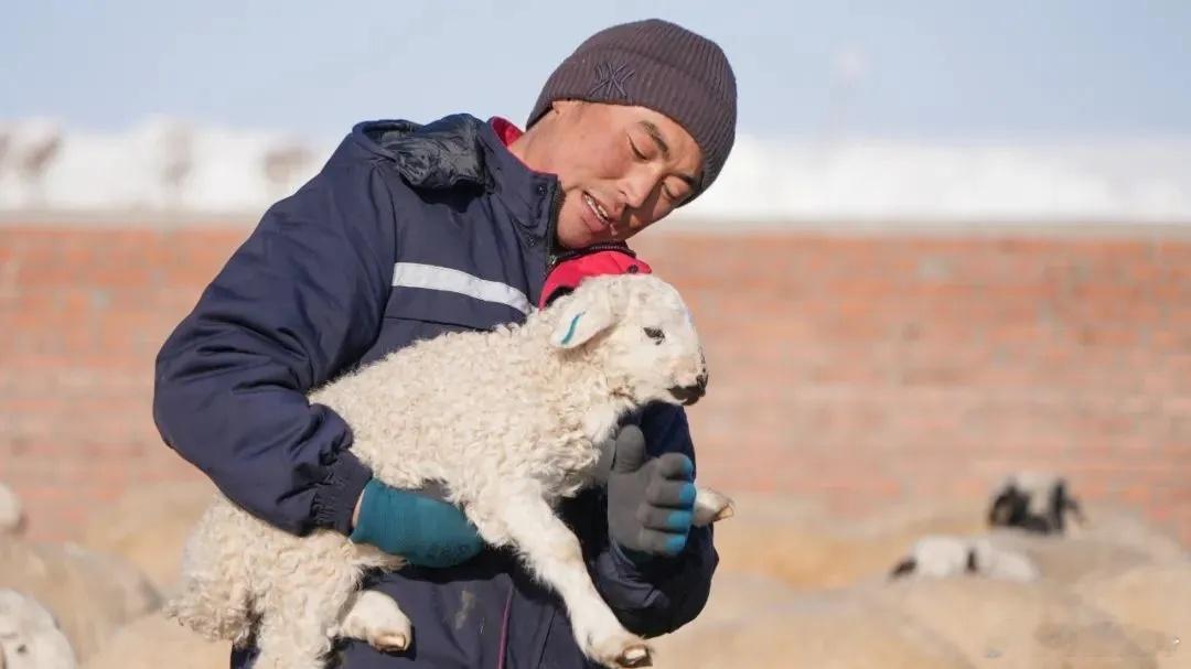 #寻美内蒙古# 咩！咩！咩！这是内蒙古草原春天的交响曲。连日来，内蒙古各地牧区迎