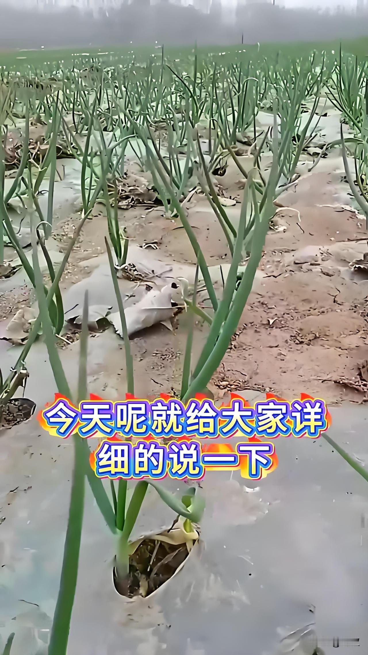 ?看看每年我什么时候给洋葱育苗的
 
不少菜友问我，洋葱到底啥时候育苗最合适，今
