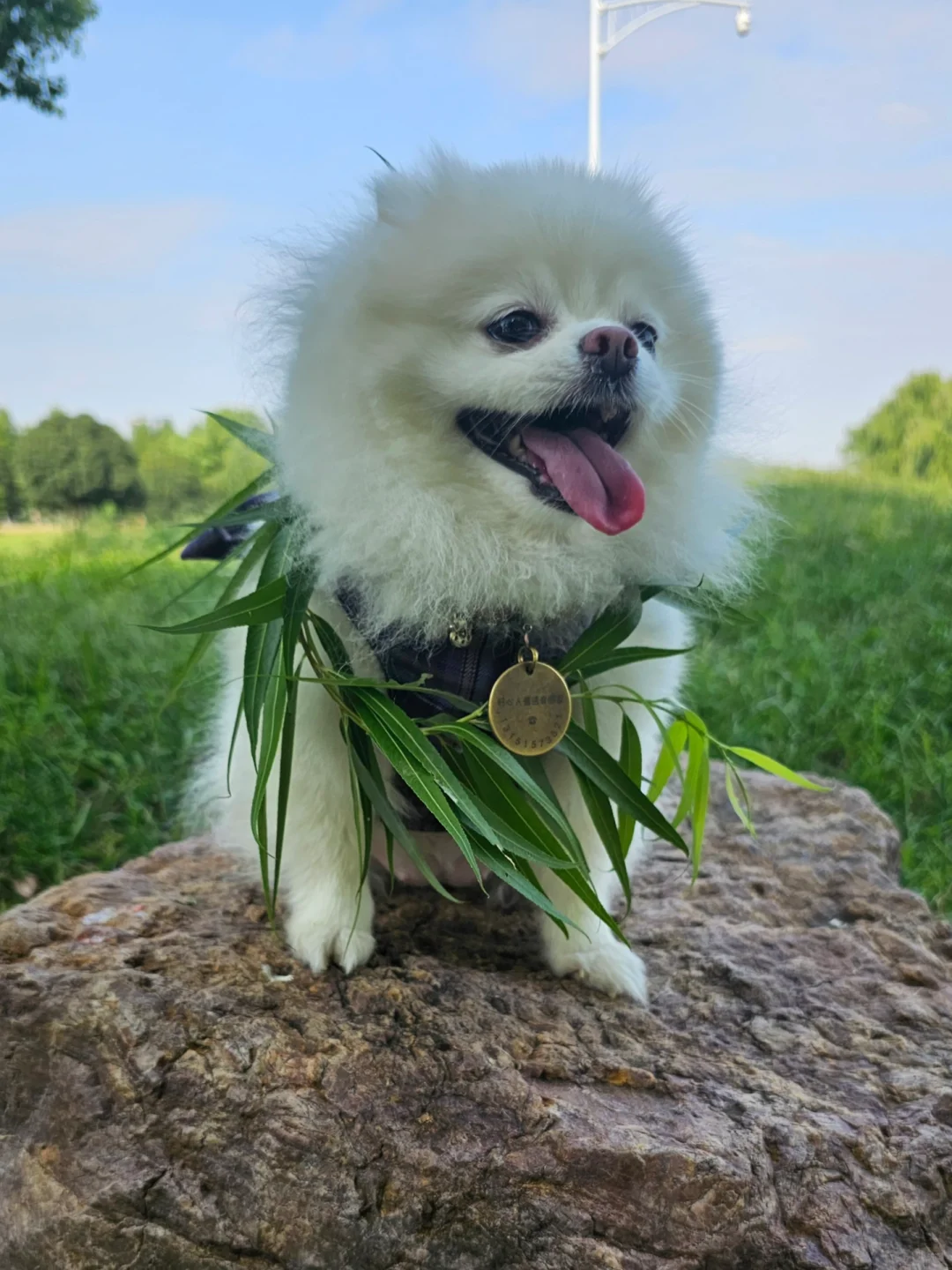 亲手给她做的柳树项圈
