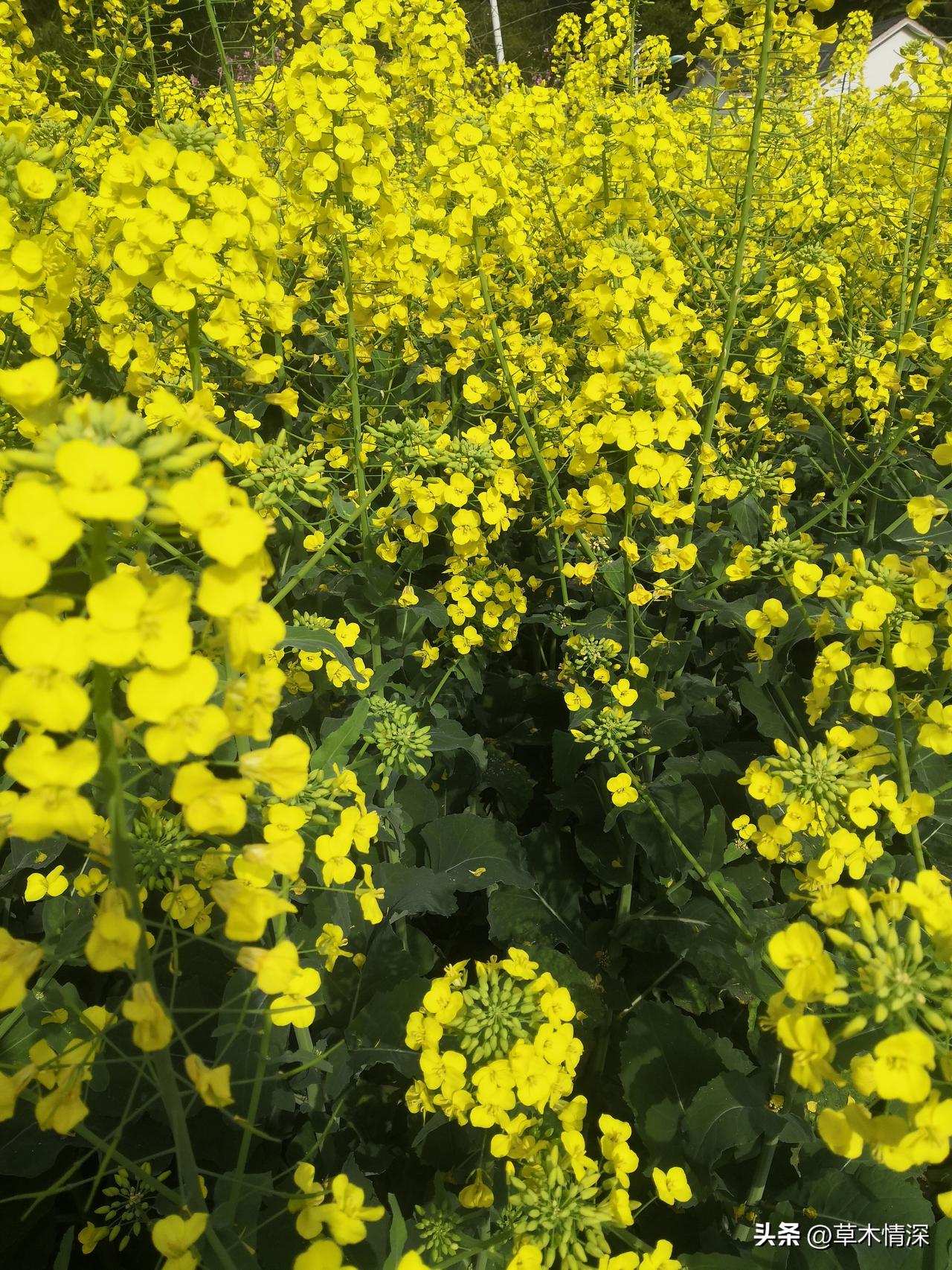 小枧镇，在绵阳市有个小枧镇，记得绵阳市东方红大桥过去就是游仙区管辖，小枧是一个小