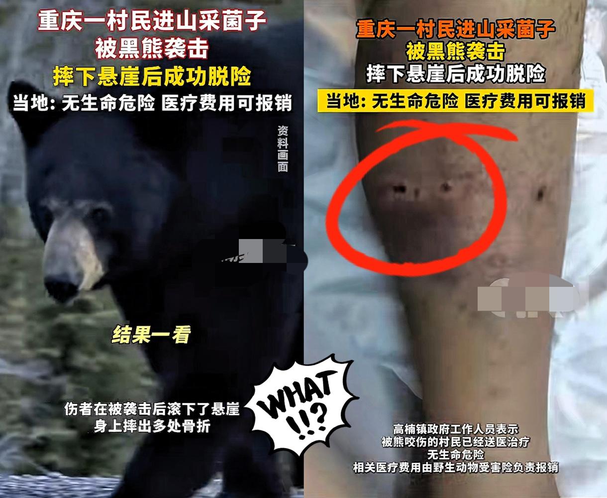 这是什么运气！
谁能想到重庆李大哥去捡个菌子能遇上200斤黑熊，结果惨了！被熊…