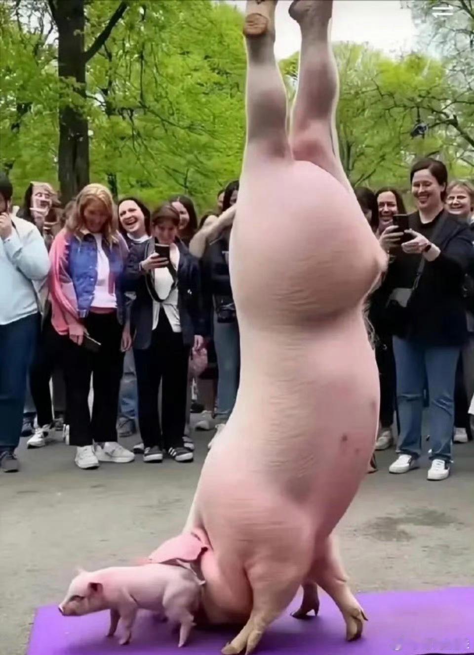 这年头猪都这么卷了吗？？？ 