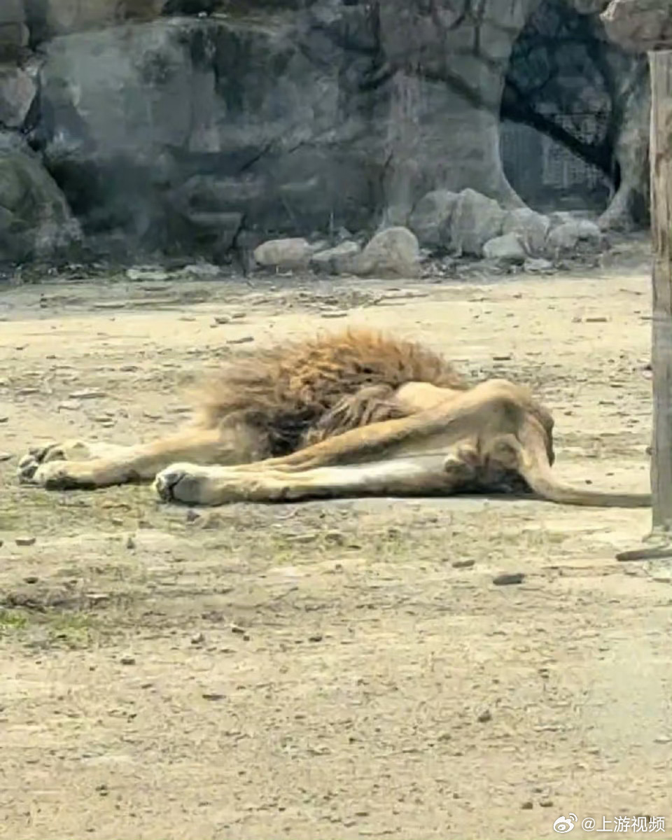 【#园方通报非洲狮大毛暴瘦#】#本溪暴瘦狮子40多天几乎不进食#辽宁本溪市动植物