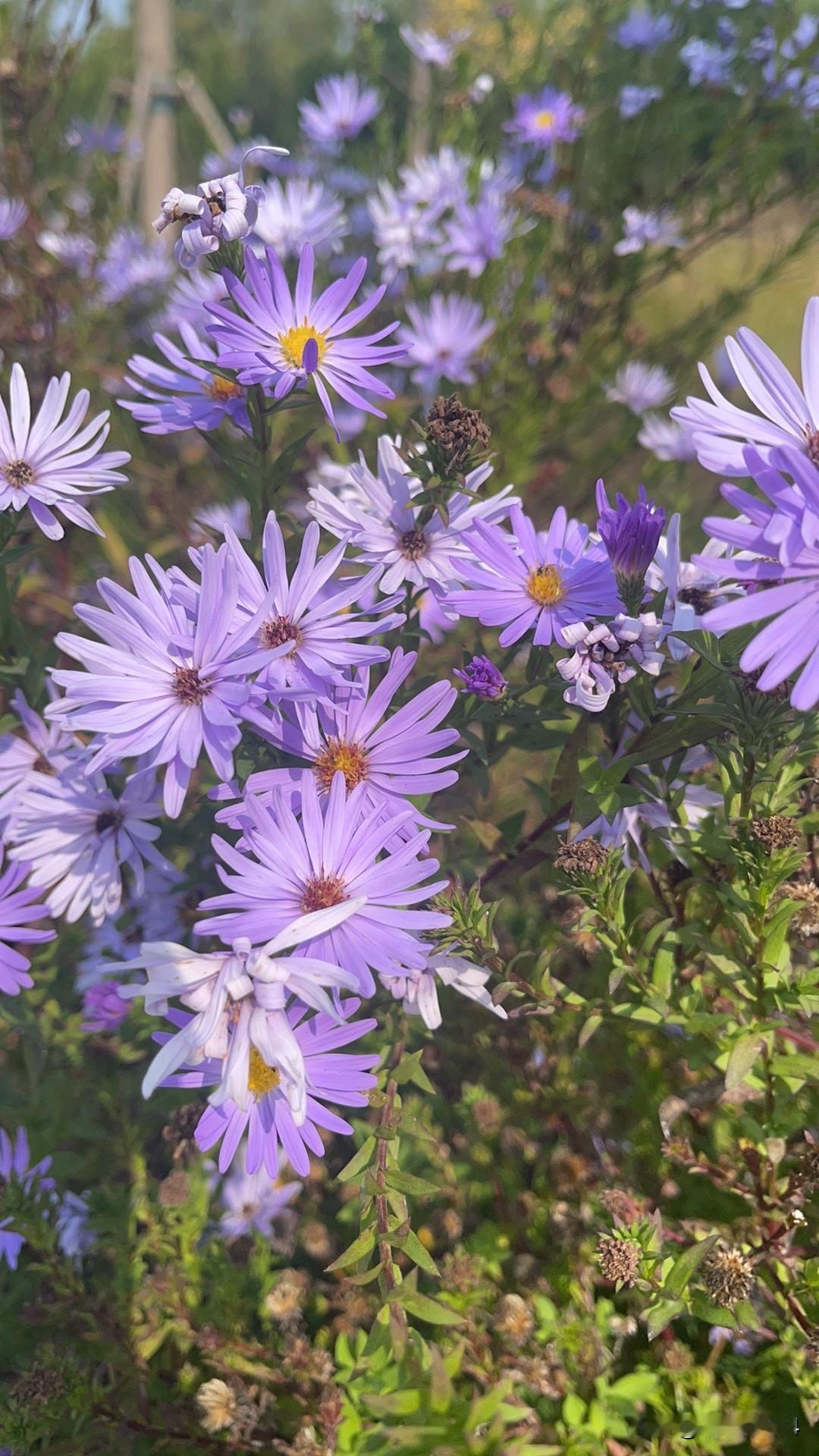 花草繁茂，但是天气还是冷！晚上十度左右！
昨天早晨去一个不错的四川小吃，要了半个