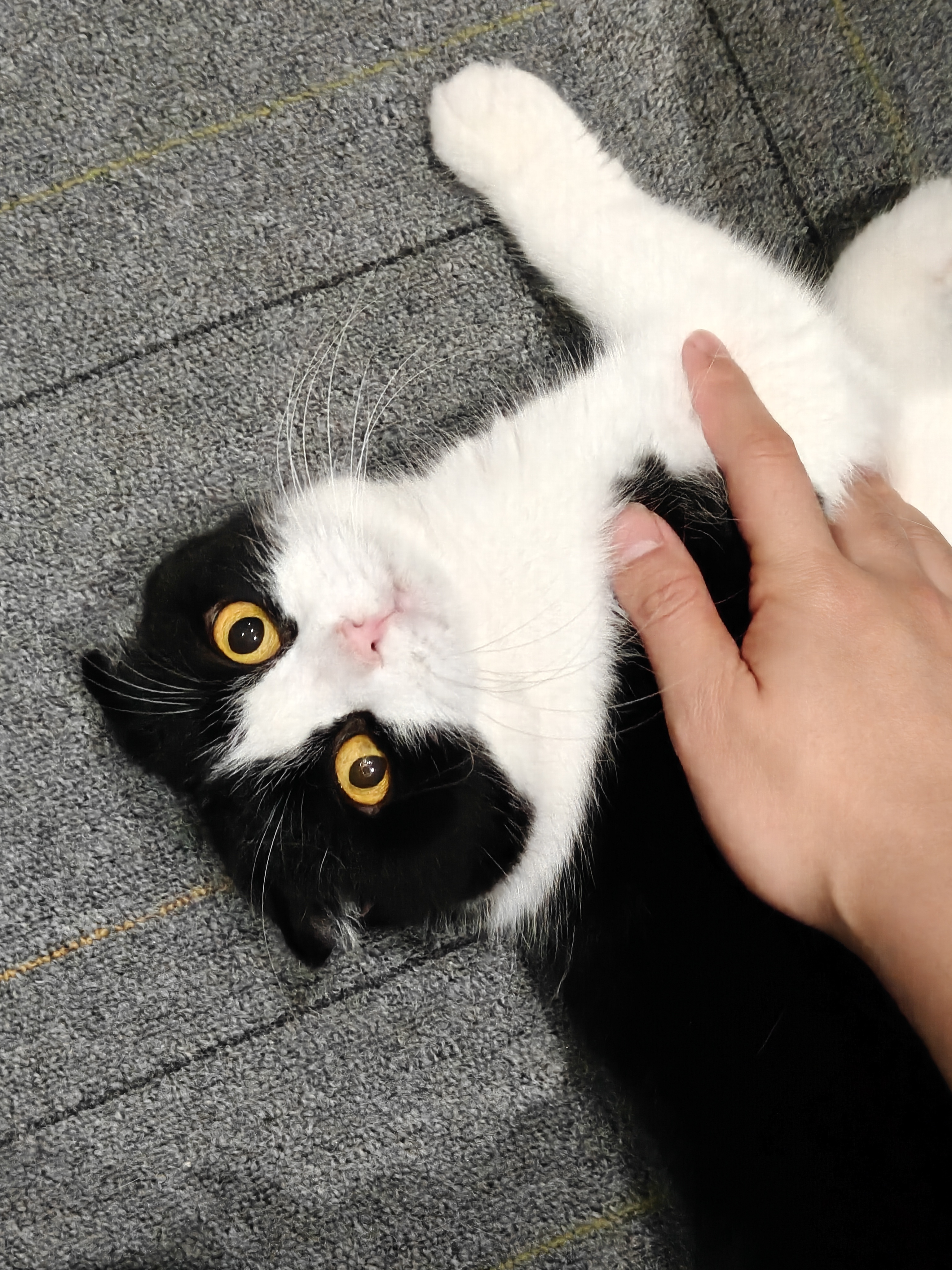 2026年了，给大家介绍一下这三只，分别8岁9岁10岁