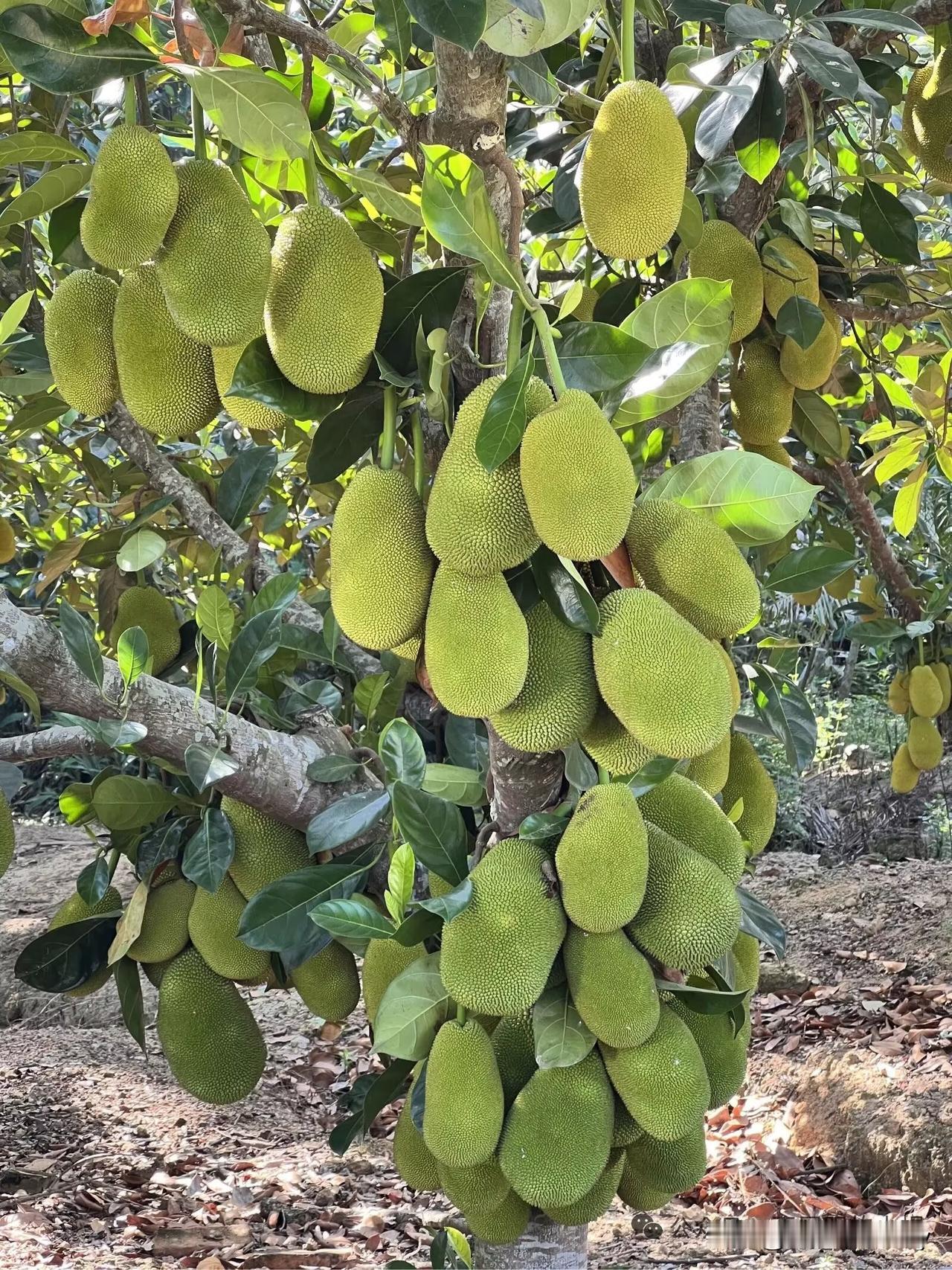 这要是在咱大中国，单算这一棵榴莲树上的果实，按目前市场价格算，收益说可能就有上万