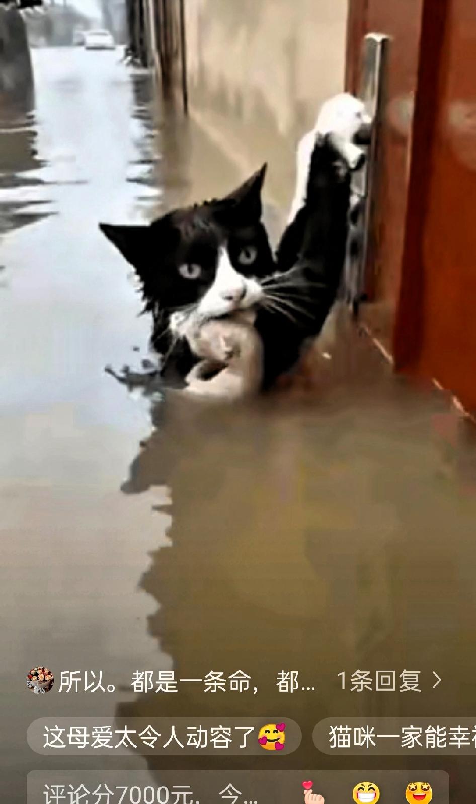 泪目了，这就是母爱，洪水中，那只流浪猫妈妈的瞬间，眼泪直接绷不住了！

洪水裹着