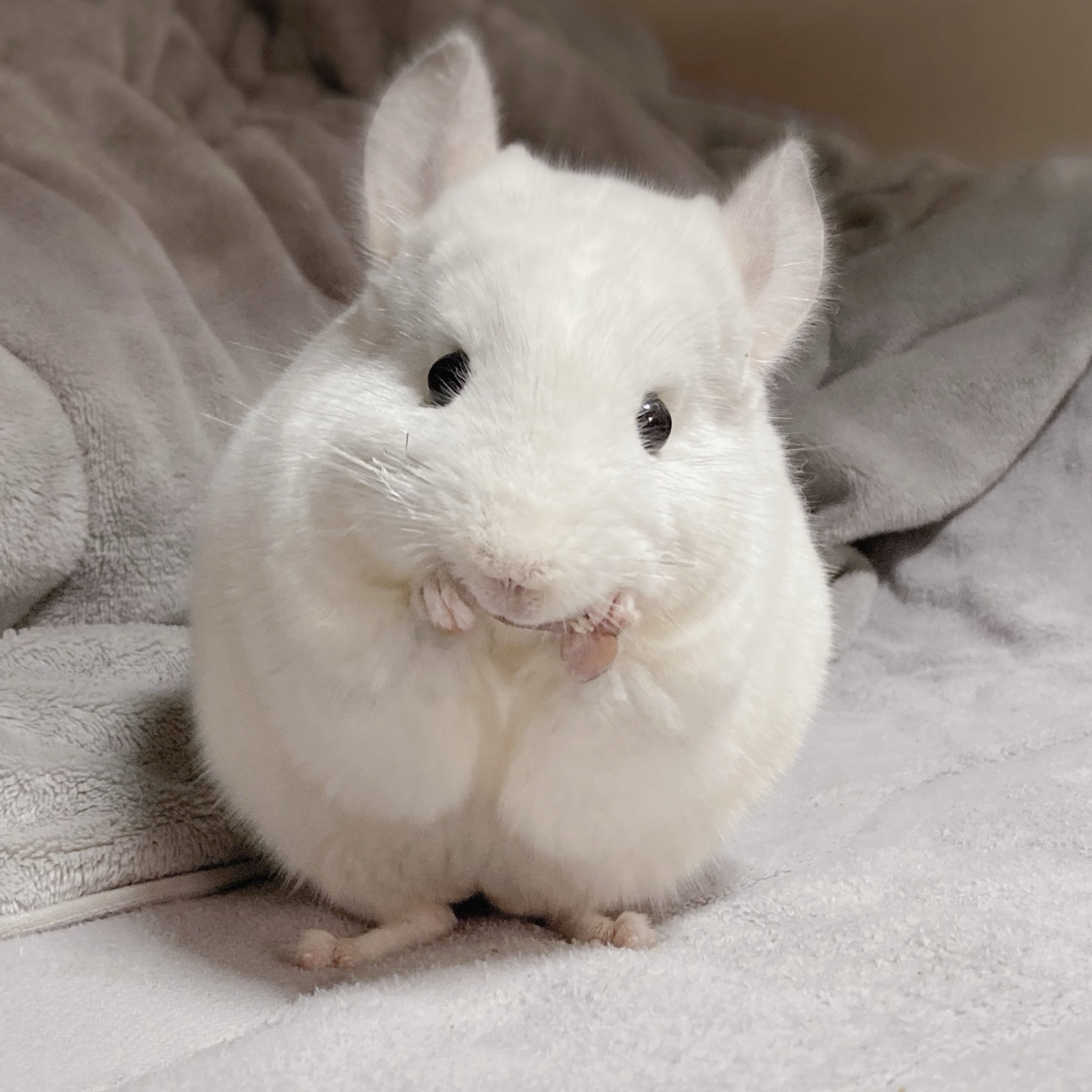 啊啊啊啊白色龙猫真的好可爱！！！比毛绒玩具还像毛绒玩具【推：oisioisioi