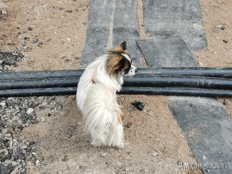 狗能感受到和人类一样的情绪吗？我觉得还挺有可能的。狗狗有着超强的“读心术”。
从